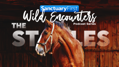 Wild Encounters: The Stables