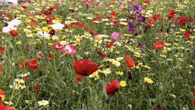 wild_flower_meadow_colourful_unsplash