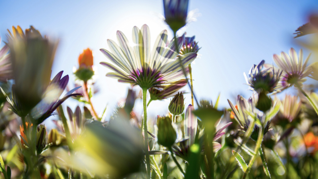 wild_flowers_meadow_garden_unsplash