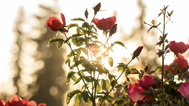wild_roses_flowers_morning_unsplash