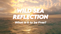 Wild Sea Reflection