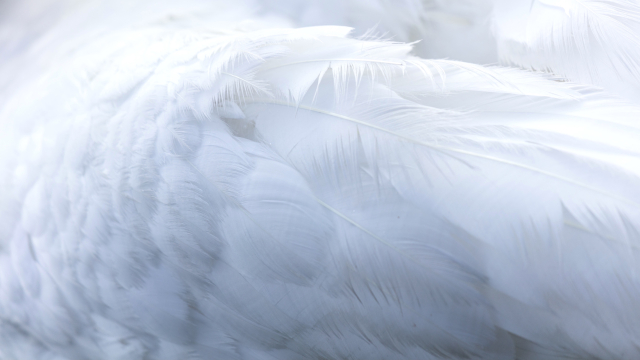 wing_feathers_white_unsplash