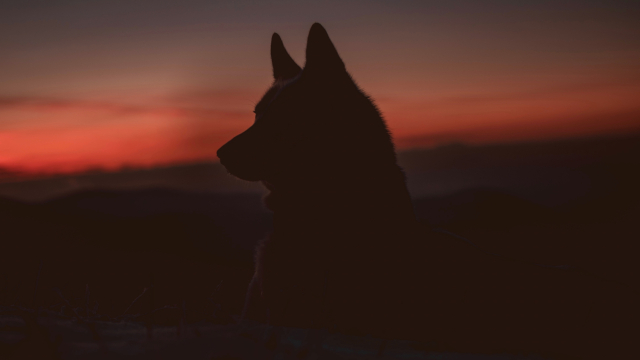 wolf_silhouette_unsplash