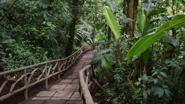 wooden_bridge_forest_unsplash