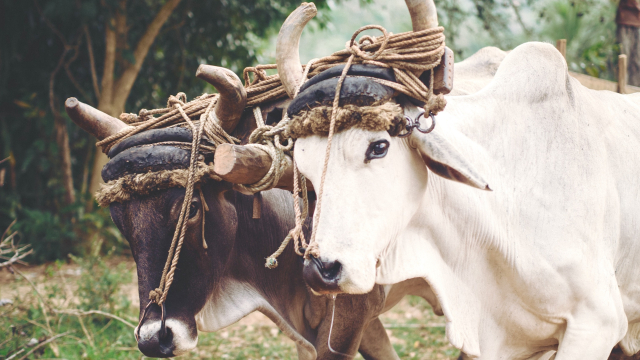 yoke_oxen_farming_unsplash