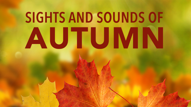 Sights and Sounds of Autumn