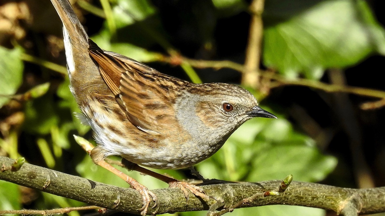 Birdsong: Wild Worship