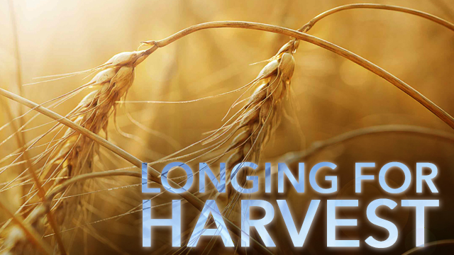 Longing for Harvest